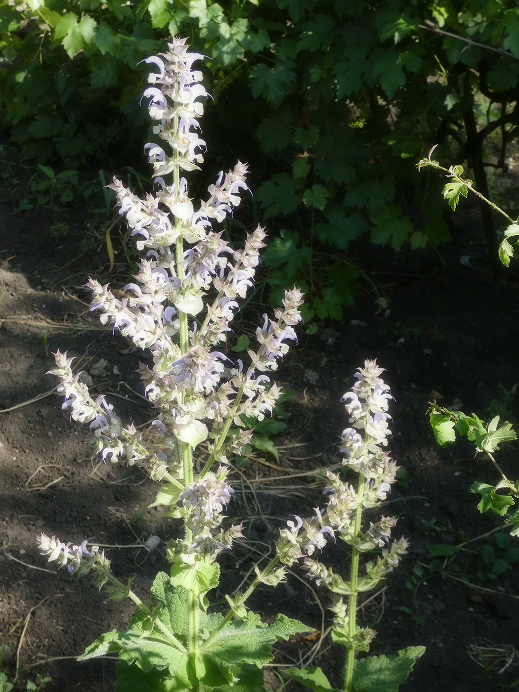 Image of Salvia sclarea specimen.