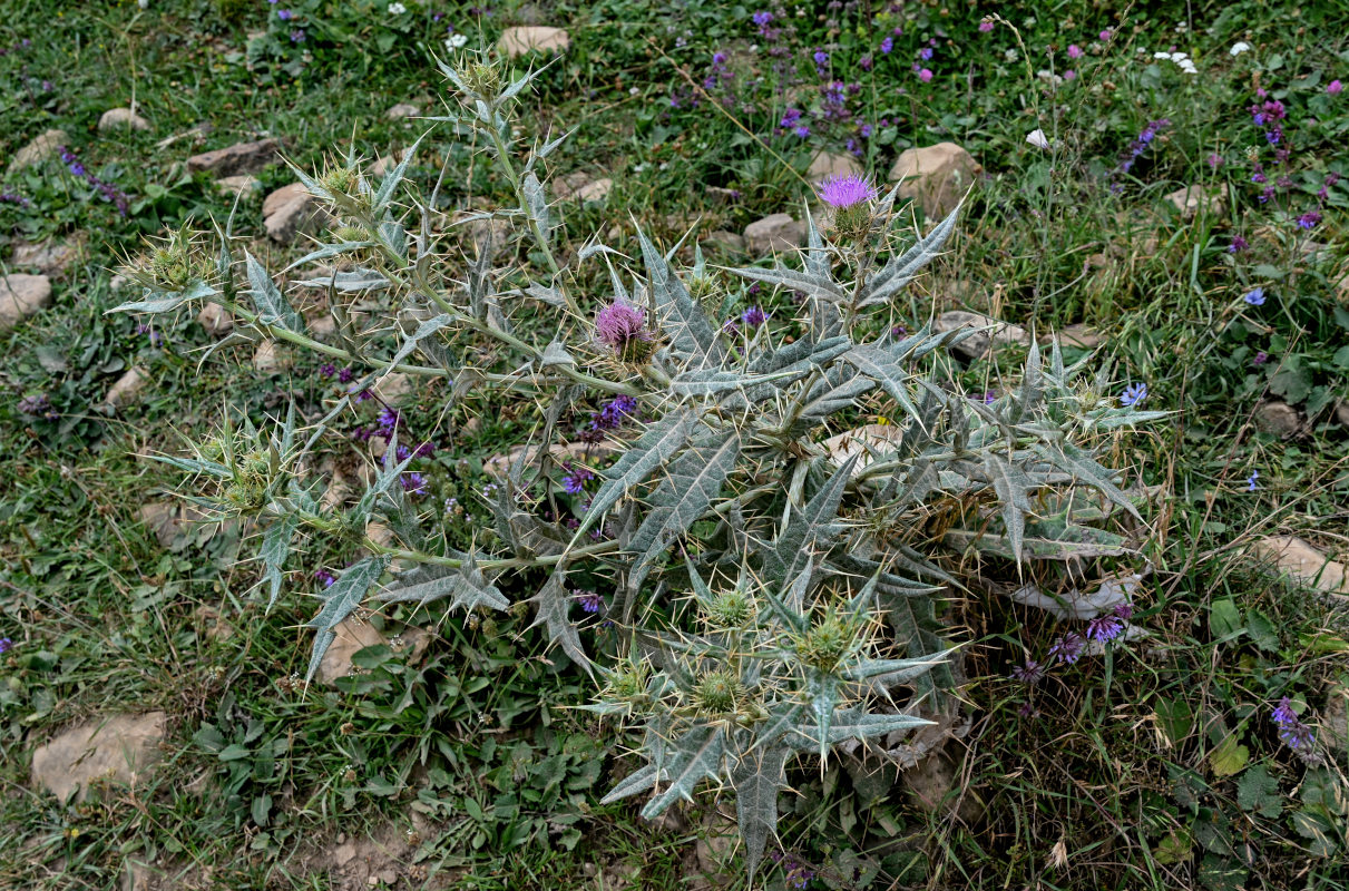 Image of Cirsium argillosum specimen.