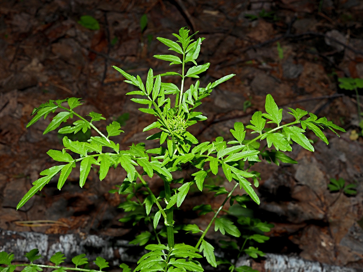 Image of Cardamine impatiens specimen.