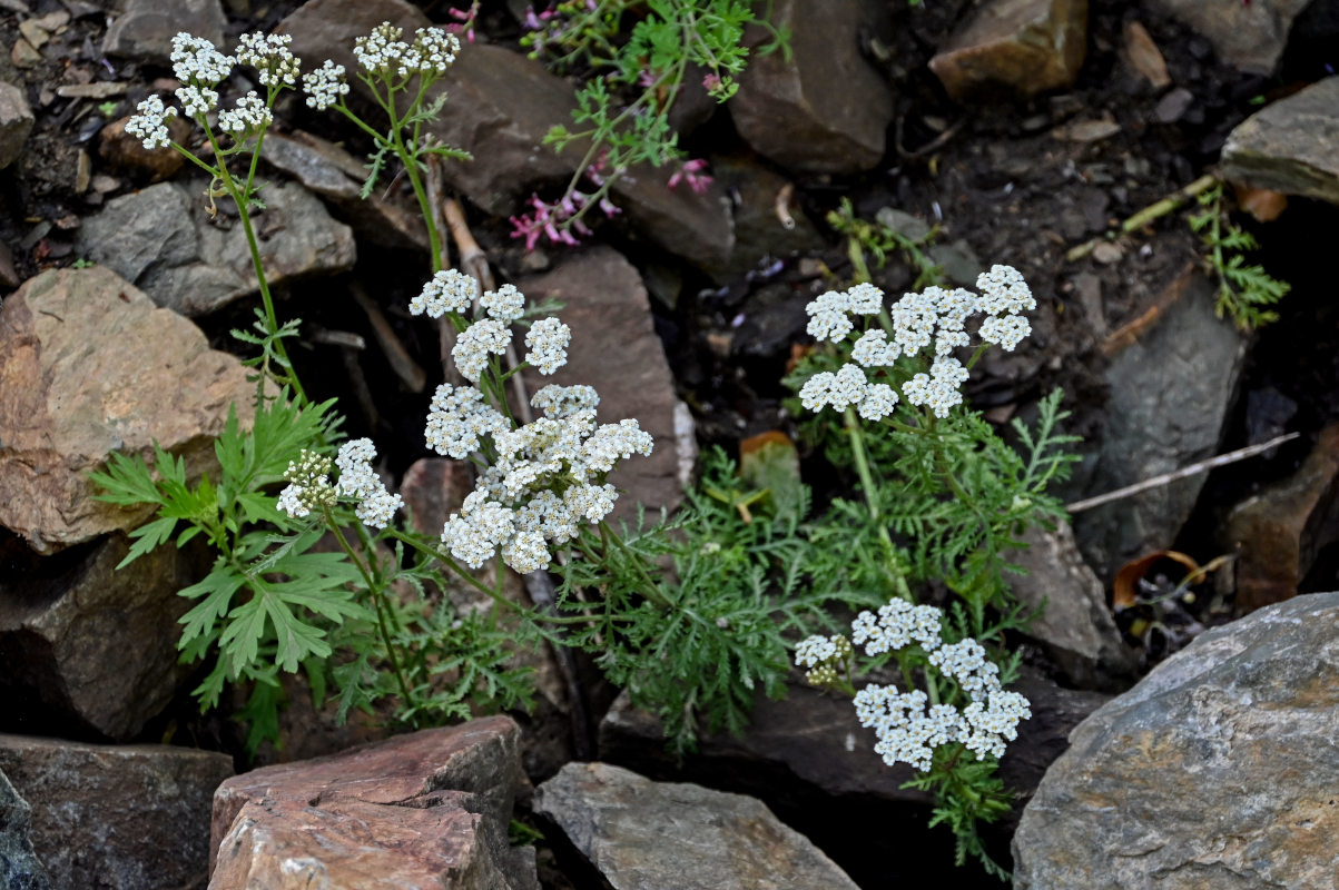 Image of Achillea nobilis specimen.