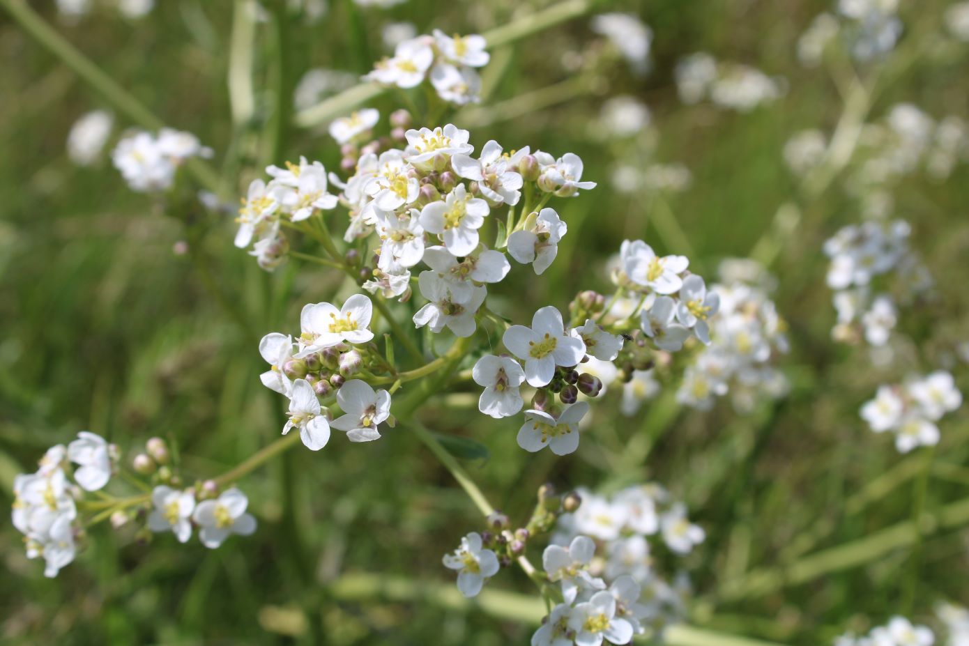 Image of Crambe tataria specimen.