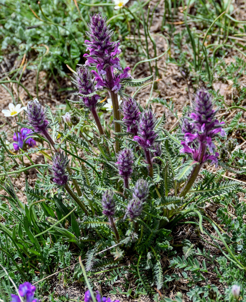 Image of Pedicularis violascens specimen.