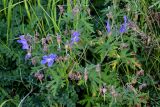 Geranium pratense