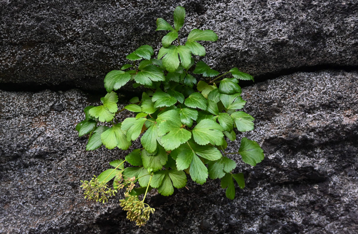 Image of Ligusticum scoticum specimen.