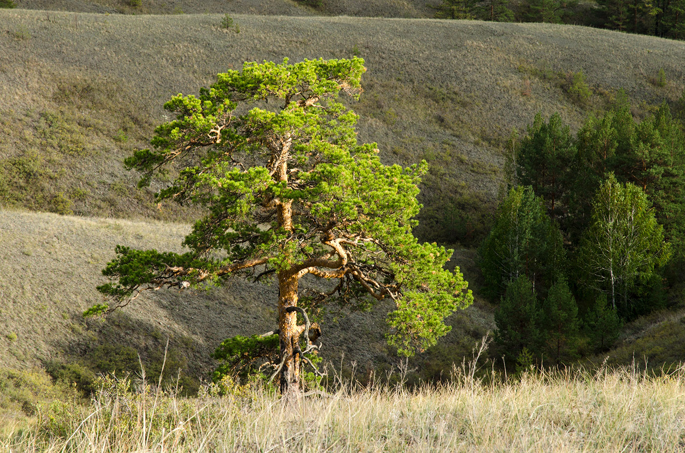 Image of Pinus sylvestris specimen.