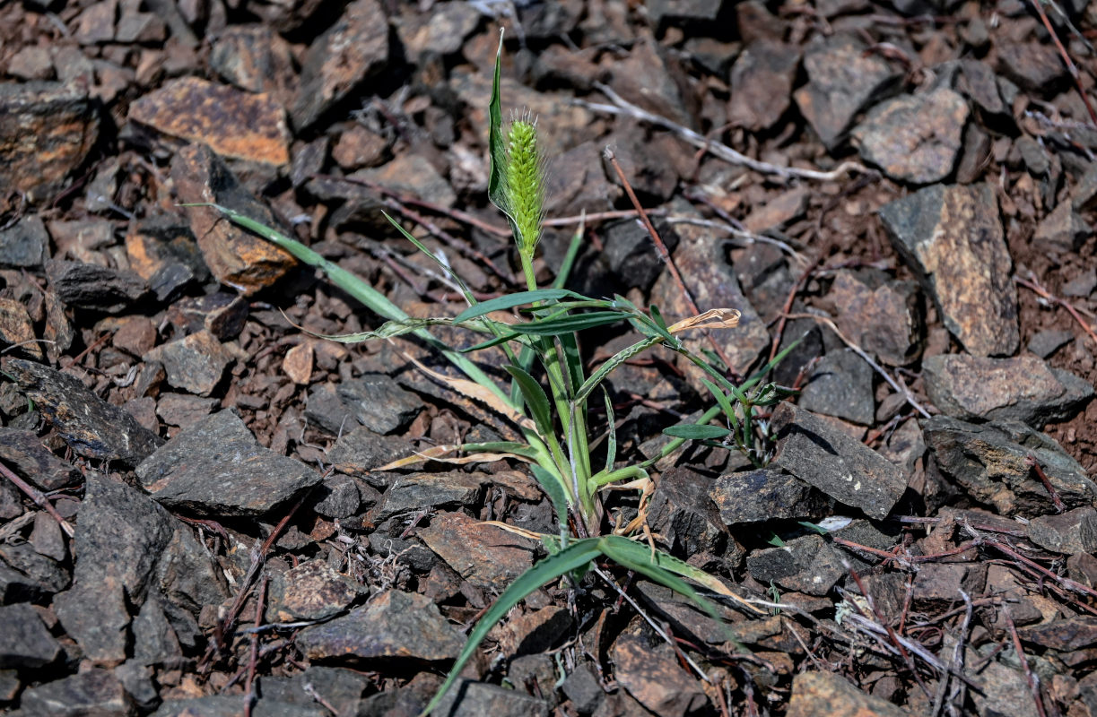 Image of Setaria pumila specimen.