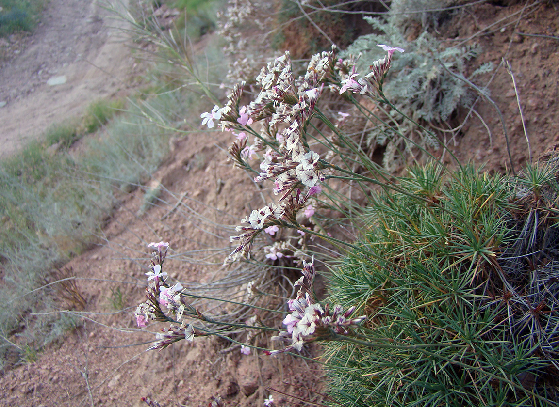 Image of Acantholimon sackenii specimen.