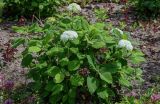 Hydrangea arborescens. Цветущее растение. Вологодская обл., Кирилловский р-н, г. Кириллов, в культуре. 12.07.2024.