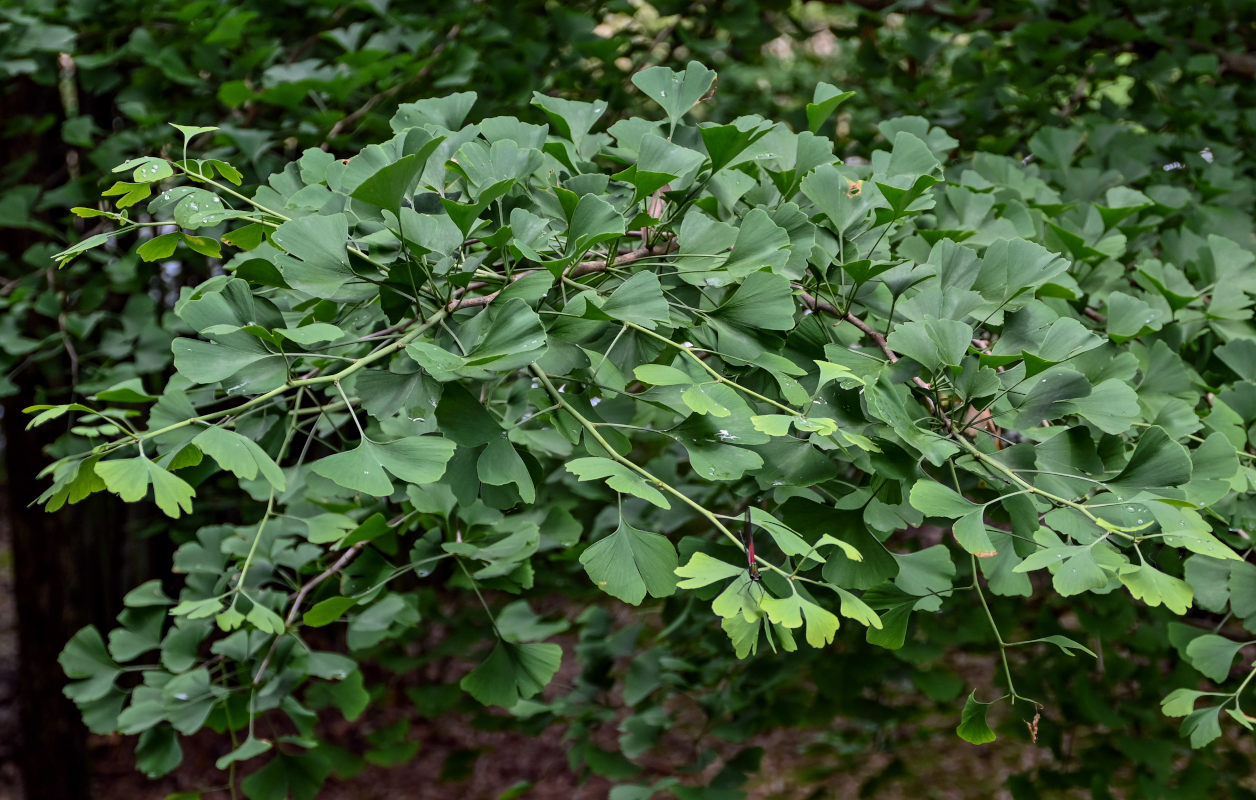 Image of Ginkgo biloba specimen.