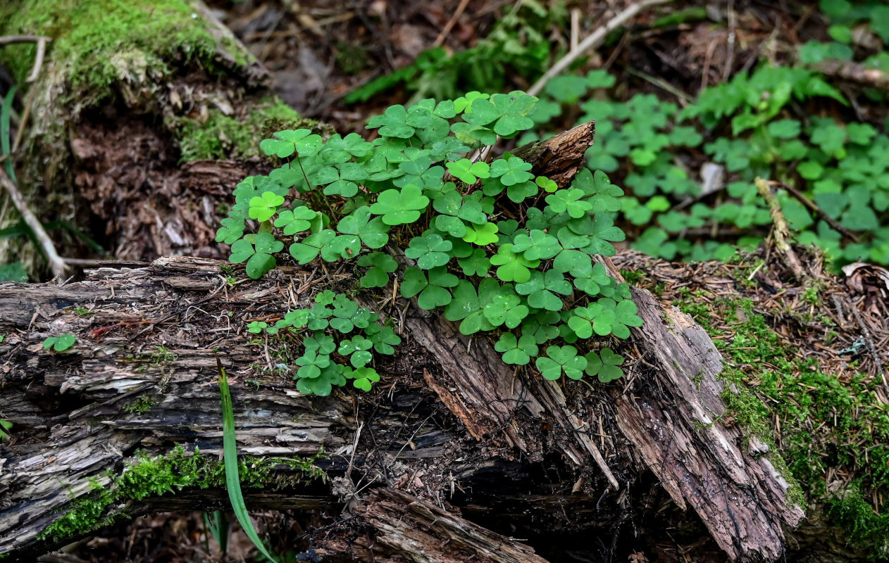 Изображение особи Oxalis acetosella.