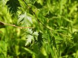 Betula pendula f. dalecarlica