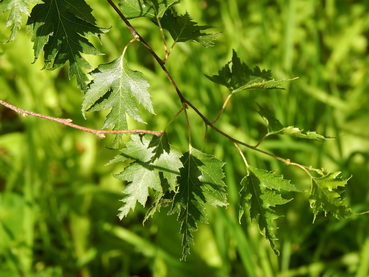 Image of Betula pendula f. dalecarlica specimen.