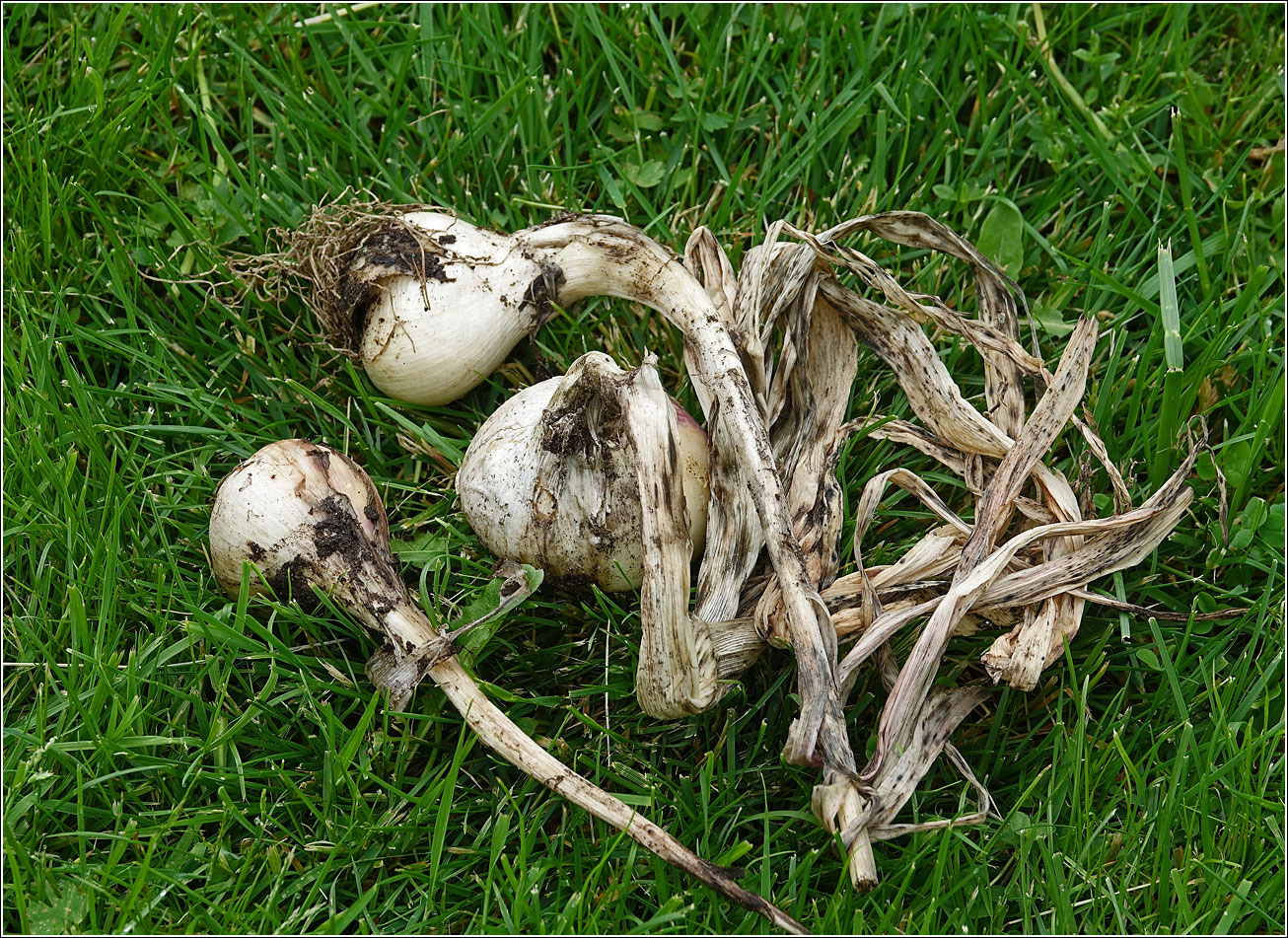 Image of Allium sativum specimen.