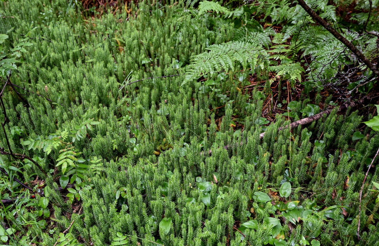 Image of Lycopodium annotinum specimen.