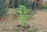 Paulownia tomentosa