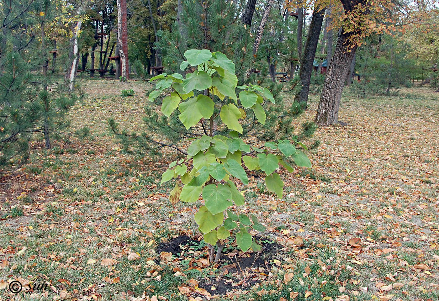 Изображение особи Paulownia tomentosa.