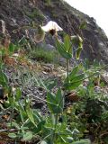 Pisum elatius. Цветущее и плодоносящее растение. ЮВ Крым, хр. Биюк-Янышар, гора Джан-Куторан. 30 апреля 2010 г.