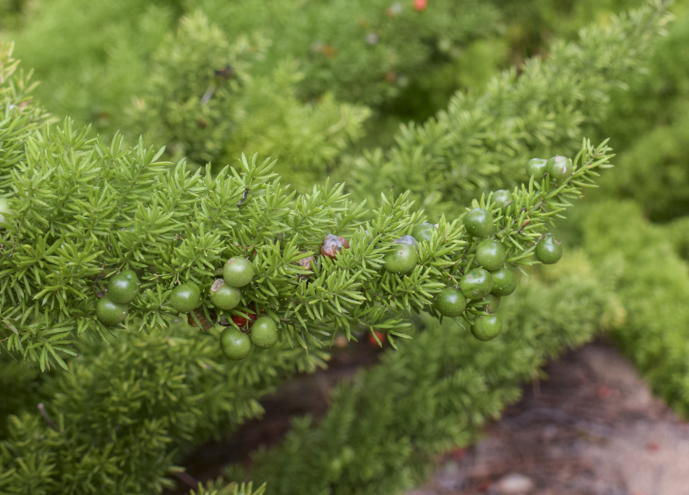 Image of Asparagus densiflorus specimen.