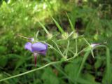 Geranium platyanthum