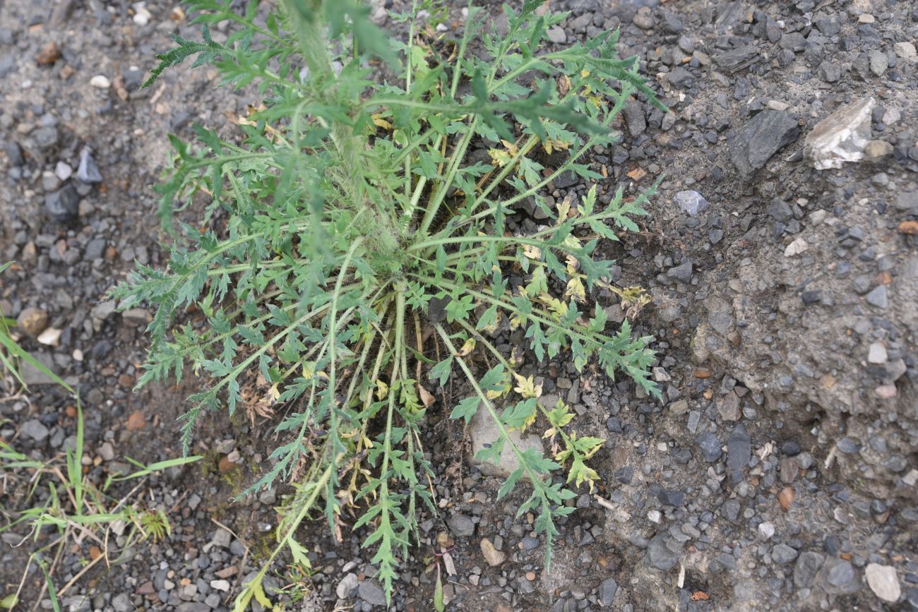 Image of Papaver fugax specimen.