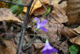 Campanula patula