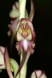 Himantoglossum caprinum. Цветок. Краснодарский край, м/о Новороссийск, Верхнебаканский с/о, окр. пос. Верхнебаканский, остепененный склон, выс. 231 м н.у.м. 30.05.2024.