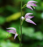 Cephalanthera rubra. Часть соцветия. Краснодарский край, м/о Новороссийск, окр. с. Сукко, окр. оз. Сукко, залесённый левый борт долины. 14.06.2021.