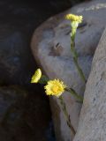 View full-size image Tussilago farfara
