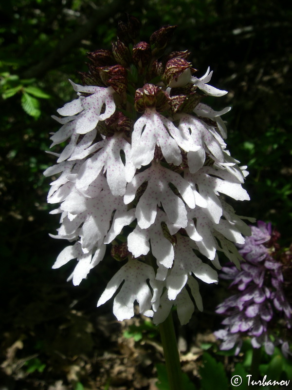 Image of Orchis purpurea specimen.