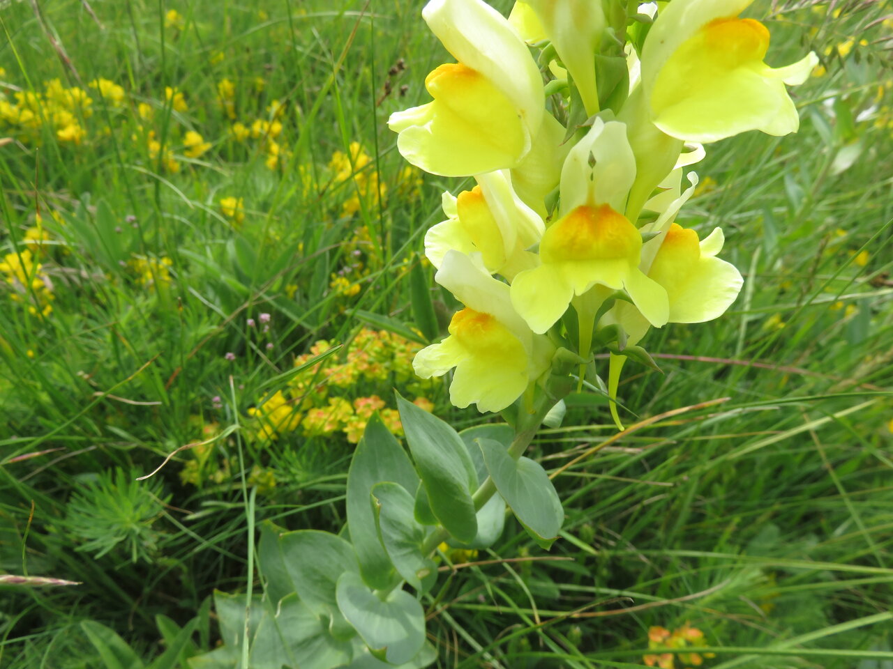Изображение особи Linaria grandiflora.