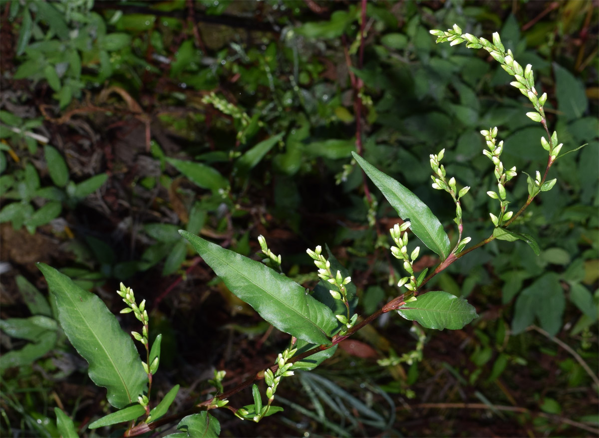 Изображение особи Persicaria hydropiper.