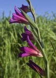 Gladiolus italicus