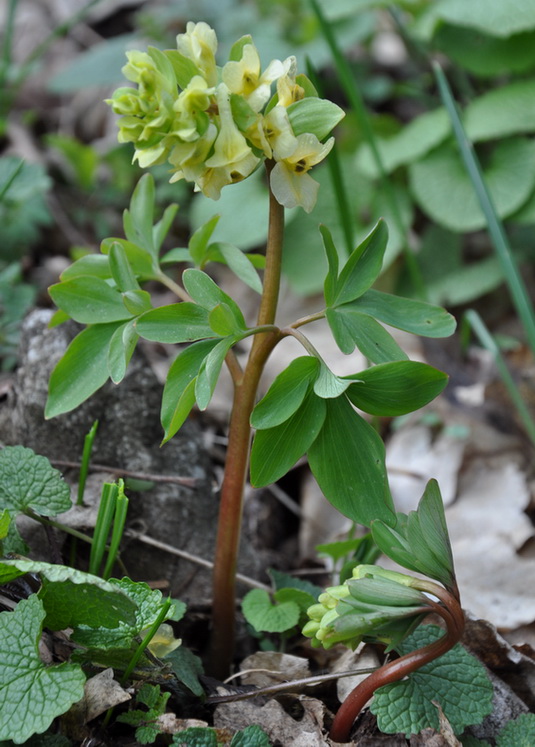 Image of Corydalis marschalliana specimen.