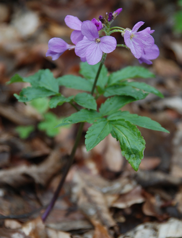 Image of Cardamine quinquefolia specimen.