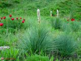 Asphodeline taurica. Расцветающие и вегетирующие растения (на заднем плане - Paeonia tenuifolia). Крым, окрестности Белогорска, Ак-Кая. 12 мая 2011 г.