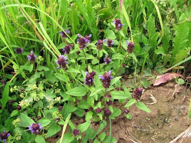 Image of Prunella vulgaris specimen.