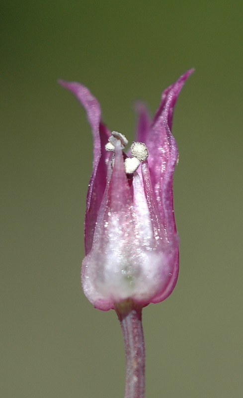 Image of Allium cyathophorum var. farreri specimen.