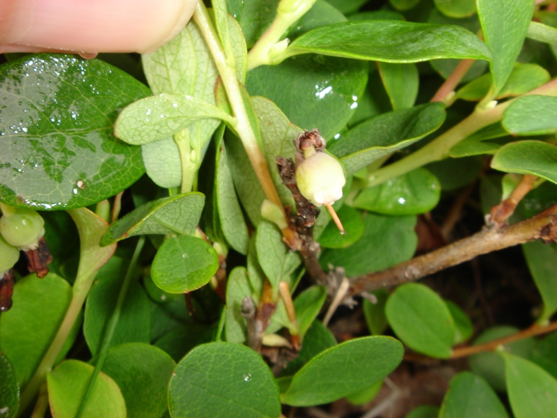 Image of genus Vaccinium specimen.