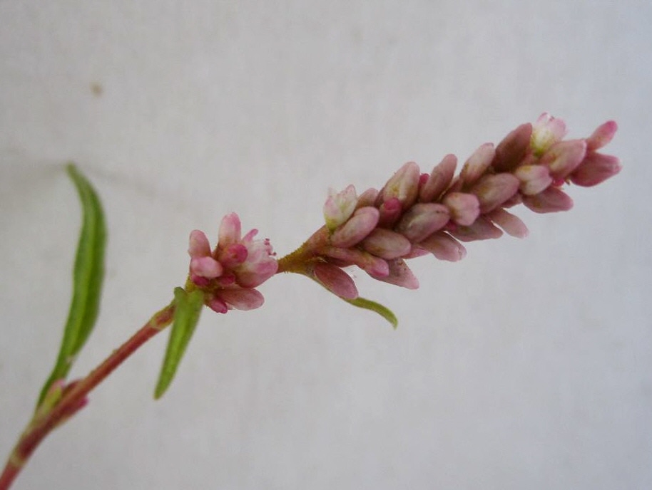 Image of Persicaria lapathifolia specimen.