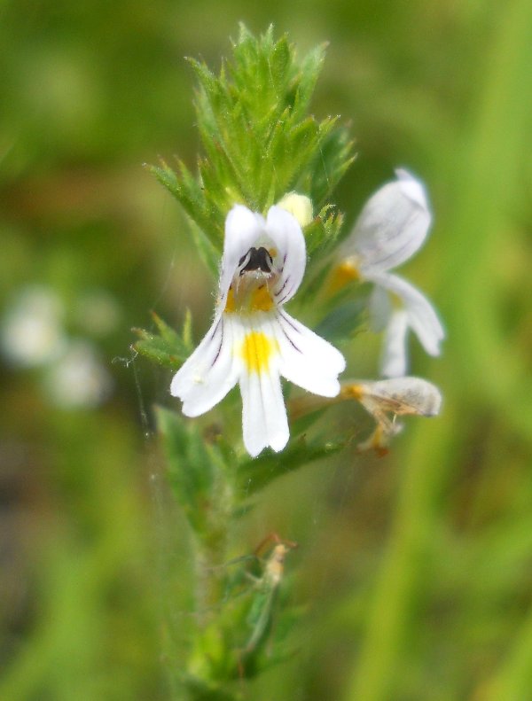 Image of Euphrasia stricta specimen.