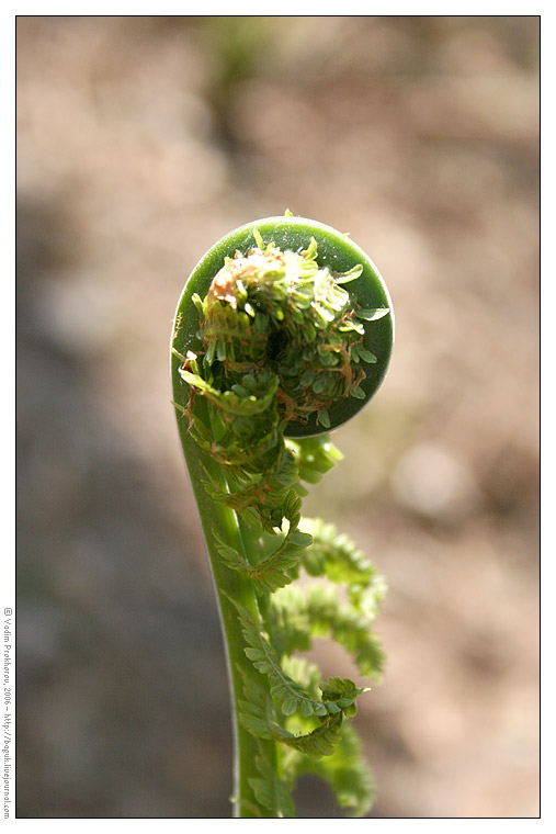 Image of Matteuccia struthiopteris specimen.