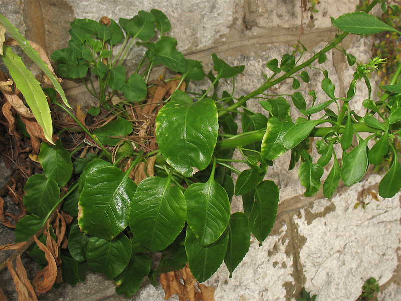 Image of Campanula pyramidalis specimen.