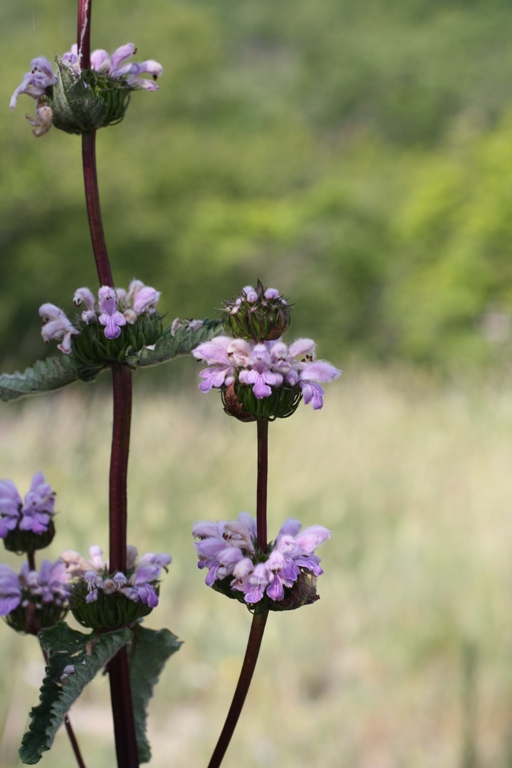 Image of Phlomoides tuberosa specimen.