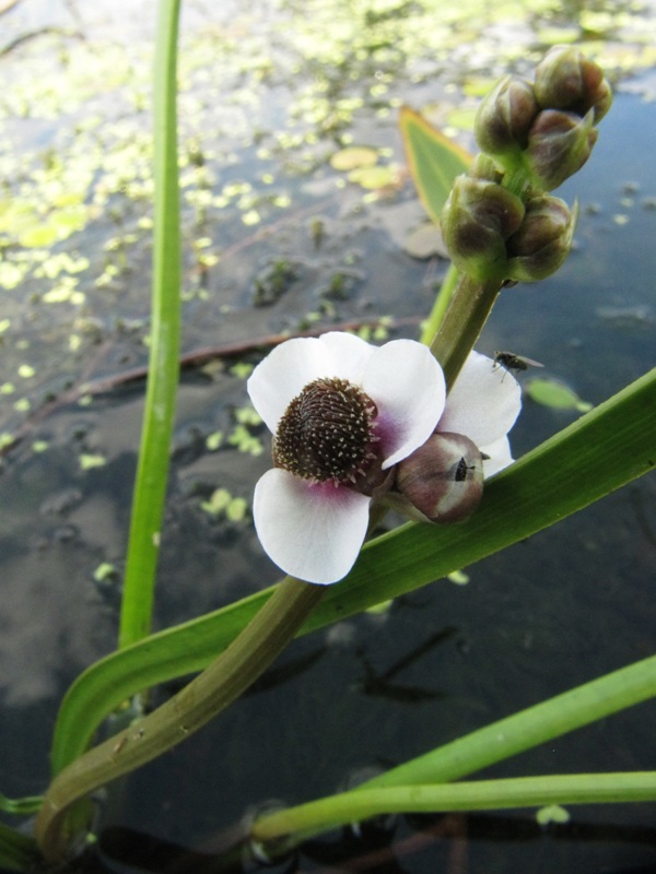 Изображение особи Sagittaria sagittifolia.