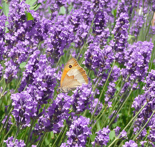 Image of Lavandula angustifolia specimen.