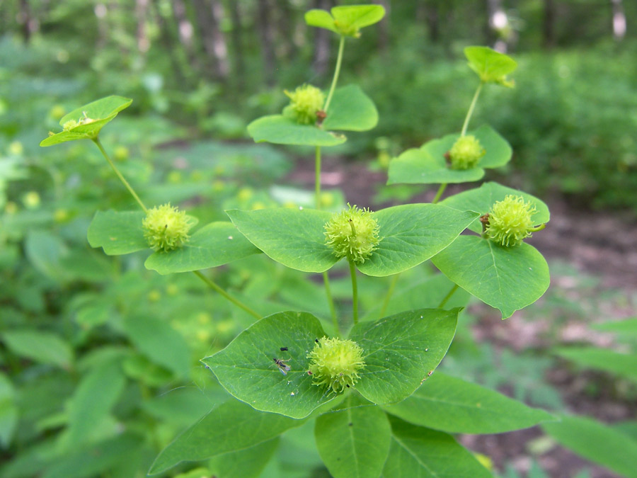 Image of Euphorbia squamosa specimen.