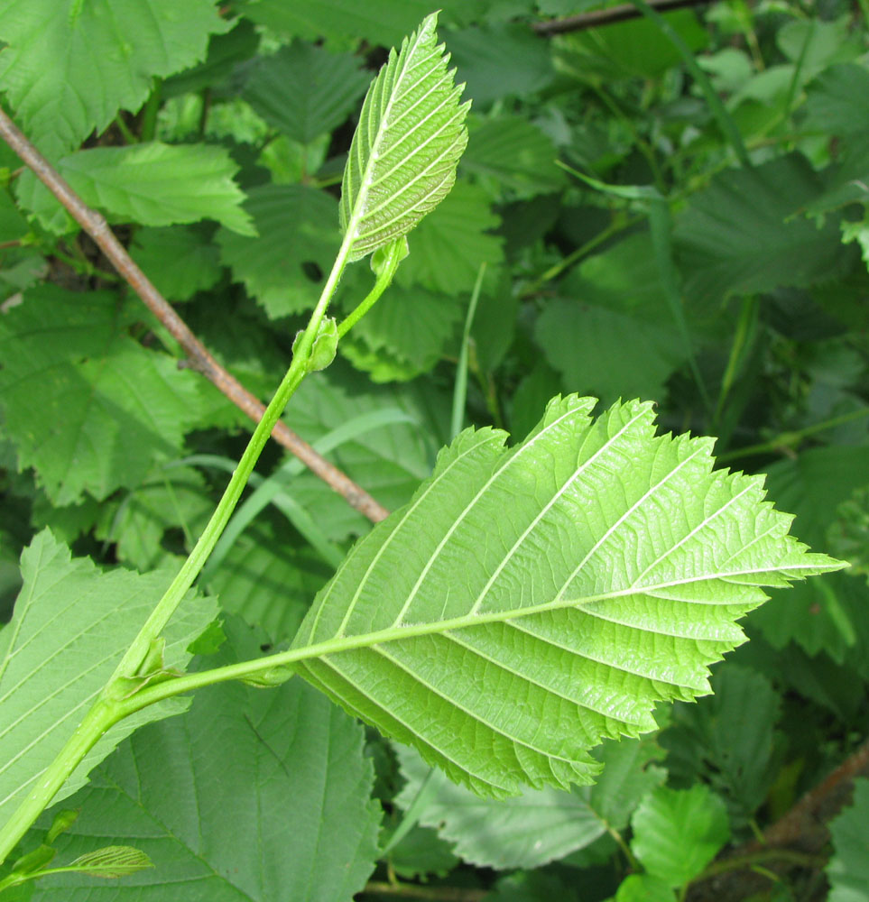 Image of Alnus &times; pubescens specimen.