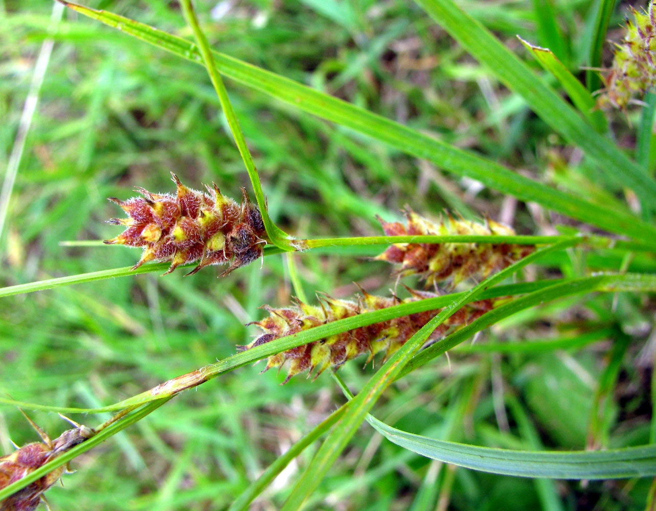 Изображение особи Carex hirta.