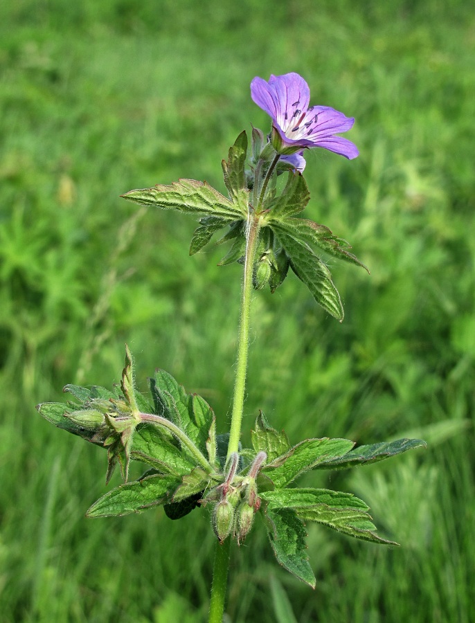 Image of Geranium sylvaticum specimen.