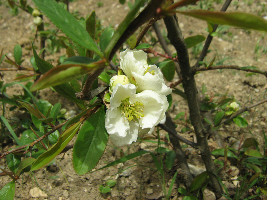 Image of Chaenomeles japonica specimen.